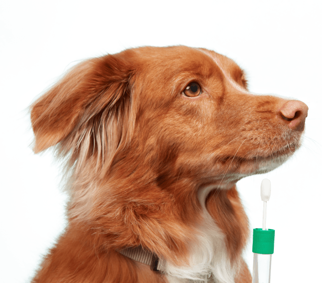 Dog being swabbed